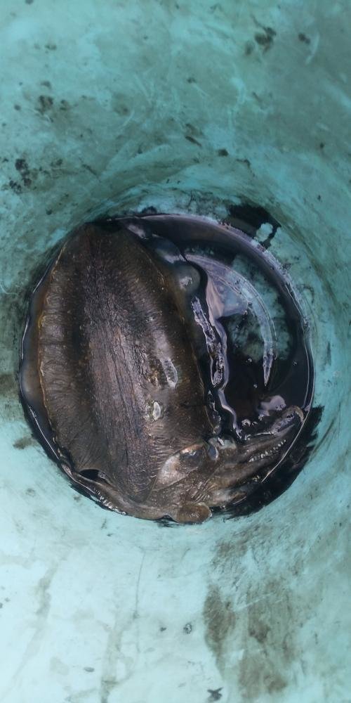 スミイカ(コウイカ)