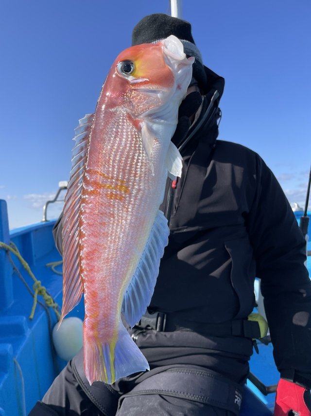 アマダイ(アカアマダイ)