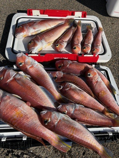 アマダイ(アカアマダイ)