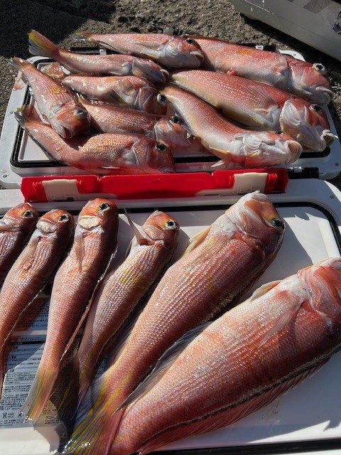 アマダイ(アカアマダイ)