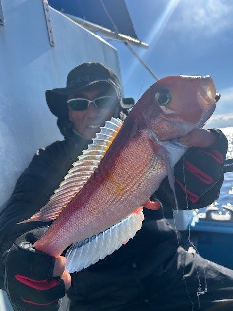 アマダイ(アカアマダイ)