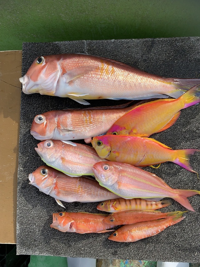 アマダイ(アカアマダイ)