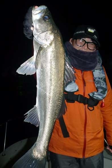 シーバス(スズキ)