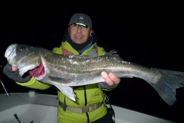 シーバス(スズキ)