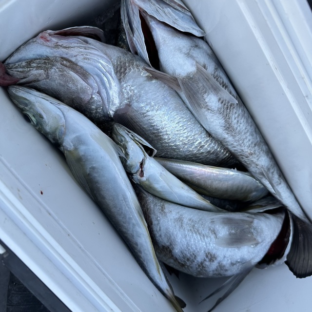 アジ(マアジ)・クログチ