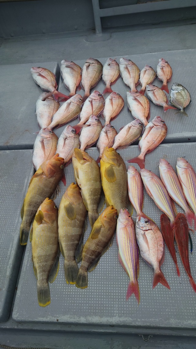 マダイ・アオナ(アオハタ)