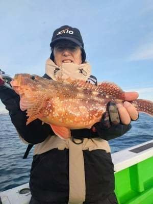 ウッカリカサゴ