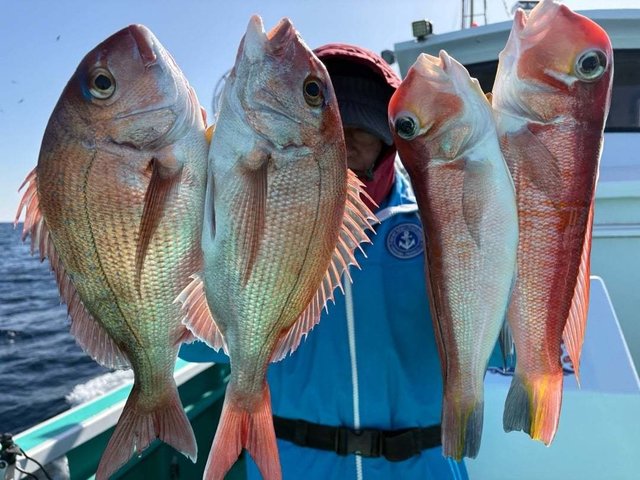 マダイ・アマダイ(アカアマダイ)