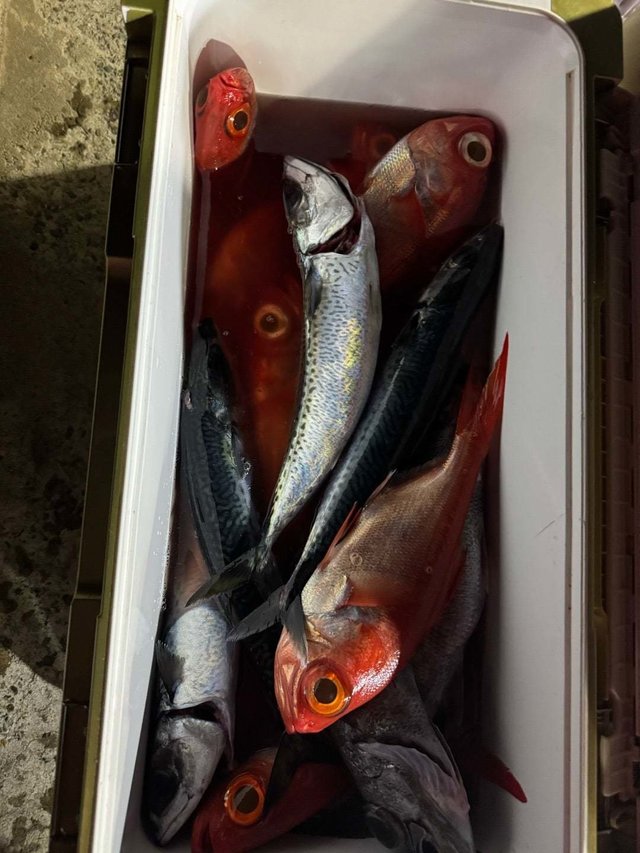 キンメ(キンメダイ)・サバ(ゴマサバ)