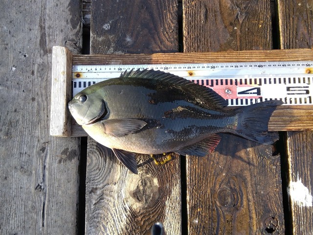 クチブトグレ(メジナ)