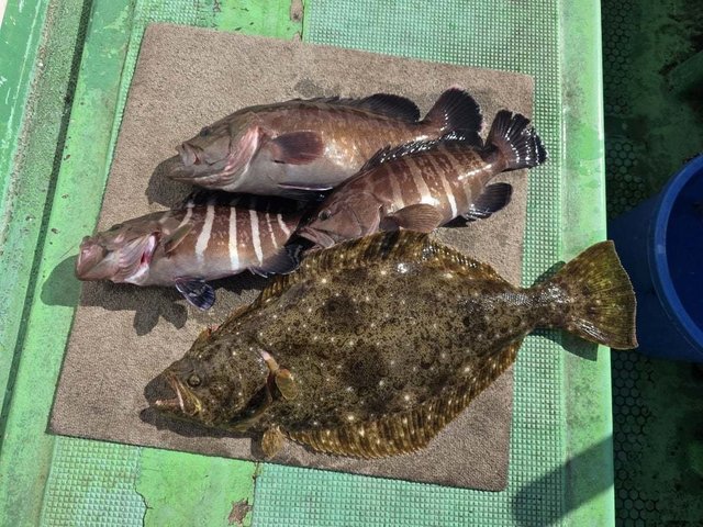 マハタ・ヒラメ