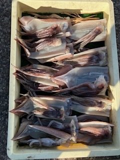 スルメ(スルメイカ)