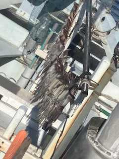 スルメ(スルメイカ)