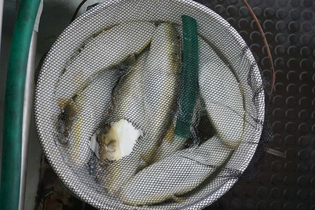 ショウサイフグ