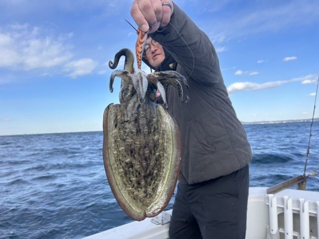 モンゴウイカ(カミナリイカ)