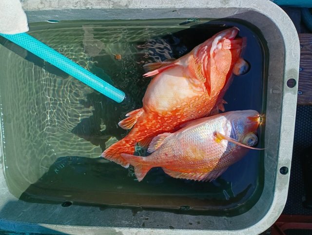 キダイ・カンコ(ウッカリカサゴ)