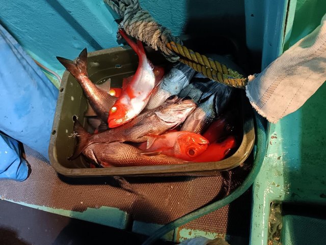 ムツ・キンメ(キンメダイ)