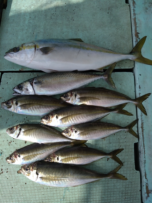 アジ(マアジ)・メジロ(ブリ)・サバ(マサバ)