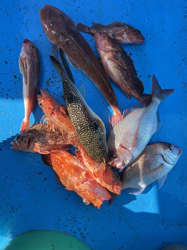 マダイ・ホウボウ