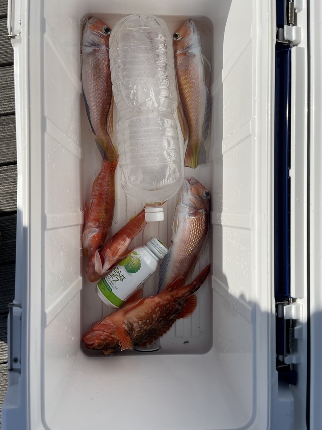 アマダイ(アカアマダイ)