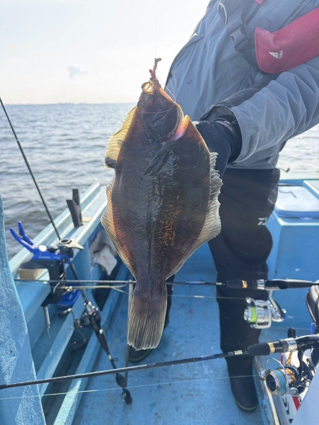 カレイ(マコガレイ)