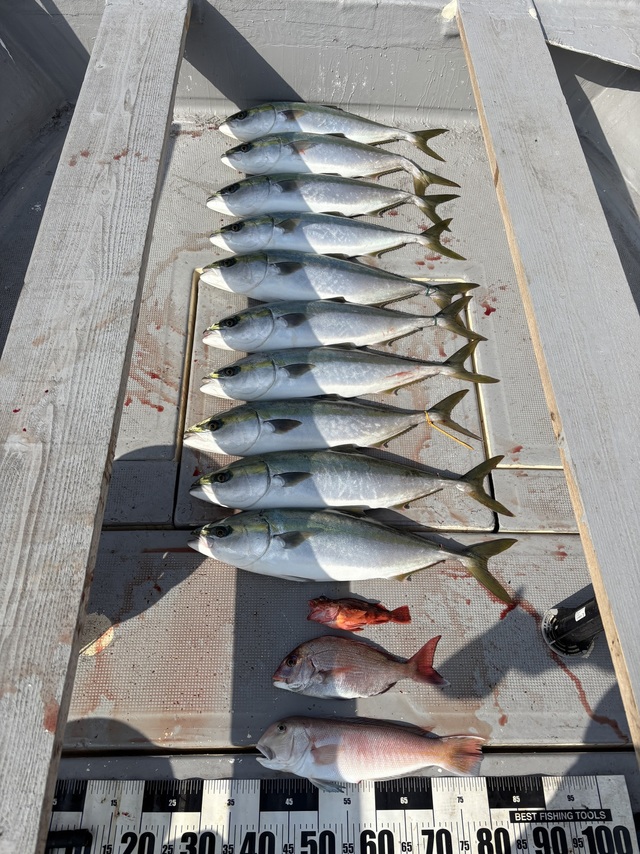 タイ(マダイ)・メジロ(ブリ)・シロアマダイ