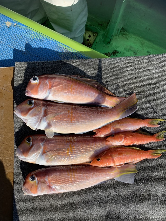 アマダイ(アカアマダイ)