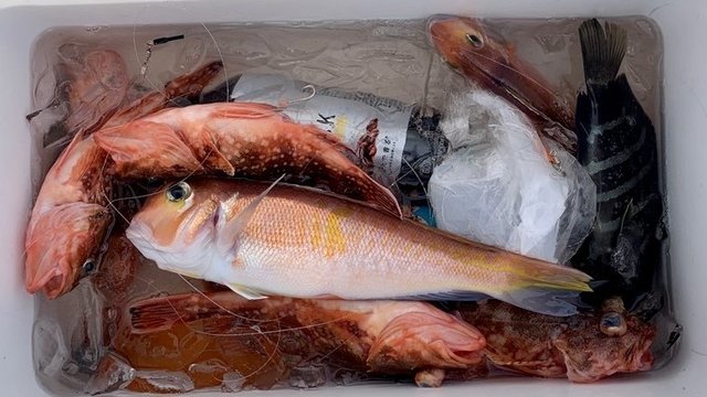 アマダイ(アカアマダイ)