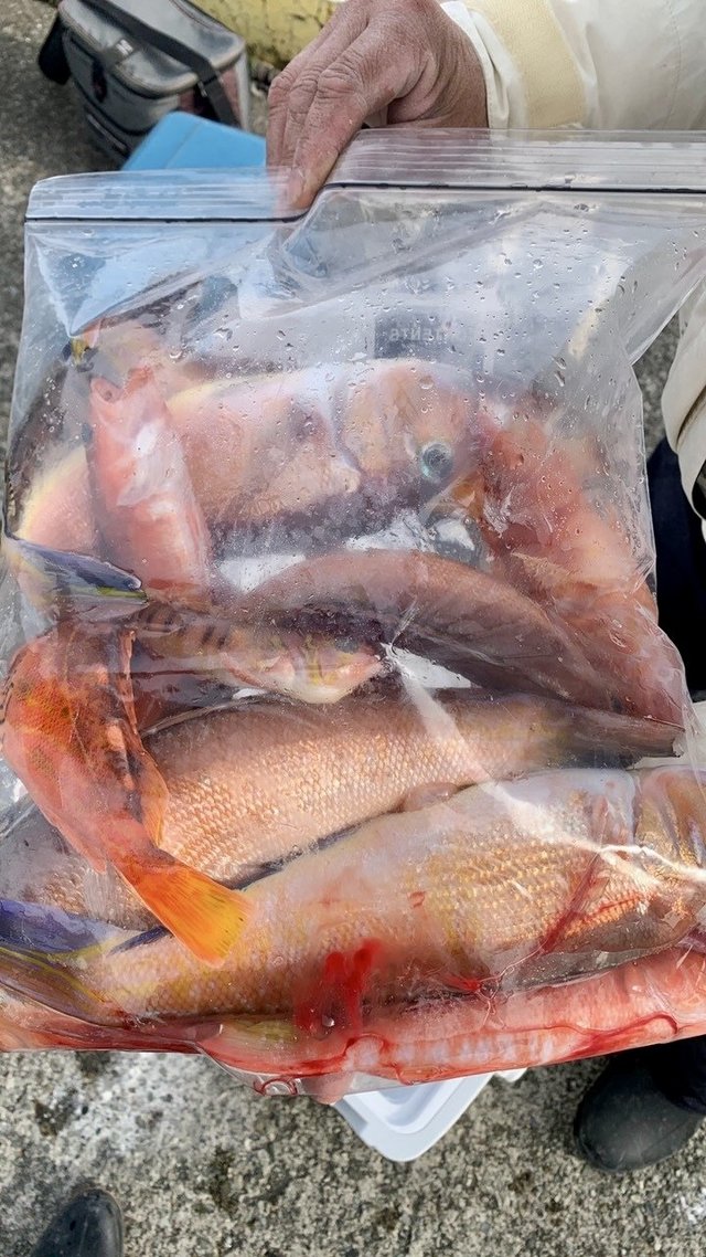 アマダイ(アカアマダイ)