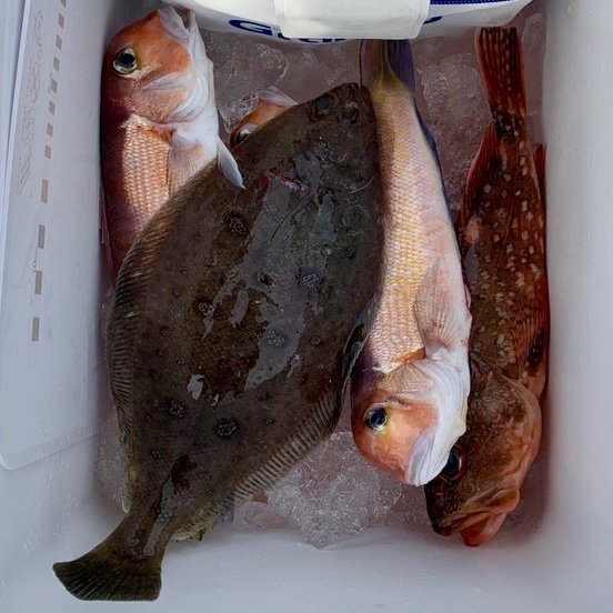 アマダイ(アカアマダイ)