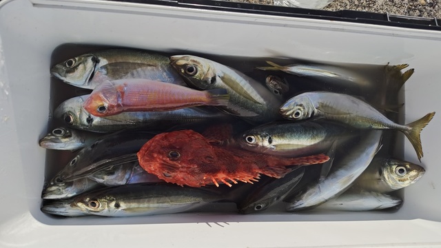 アジ(マアジ)・アカアマダイ