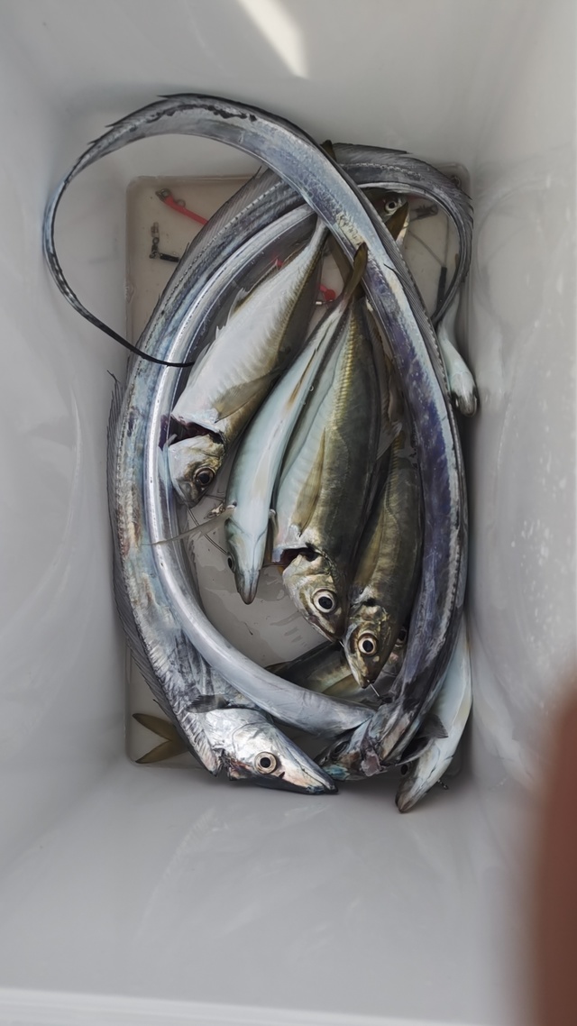 アジ(マアジ)・タチウオ