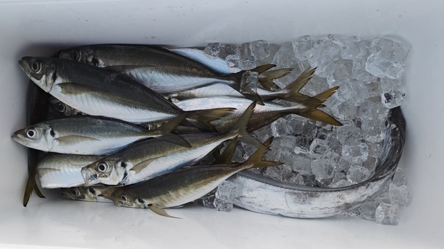 アジ(マアジ)・タチウオ