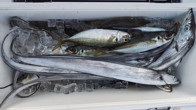 アジ(マアジ)・タチウオ