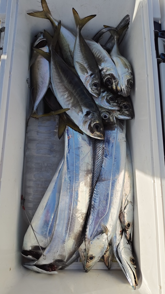 アジ(マアジ)・タチウオ