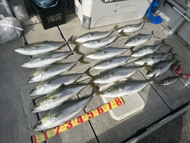 アジ(マアジ)・メジロ(ブリ)・ガシラ(カサゴ)