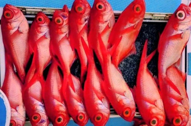 キンメ(キンメダイ)