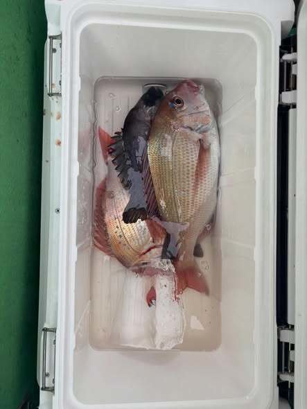 マダイ・イシダイ