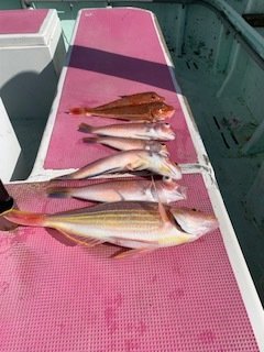 アマダイ(アカアマダイ)・イトヨリ(イトヨリダイ)・ホウボウ