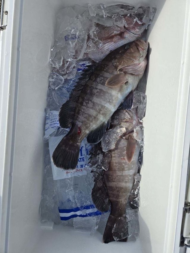 マダイ・ハタ(マハタ)