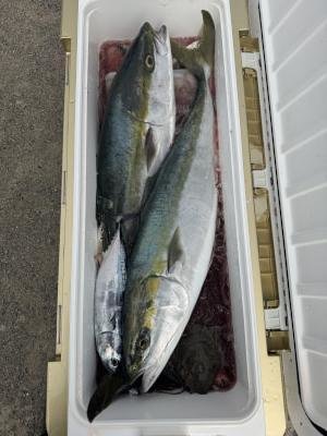 ブリ・ソーダガツオ(ヒラソウダ)