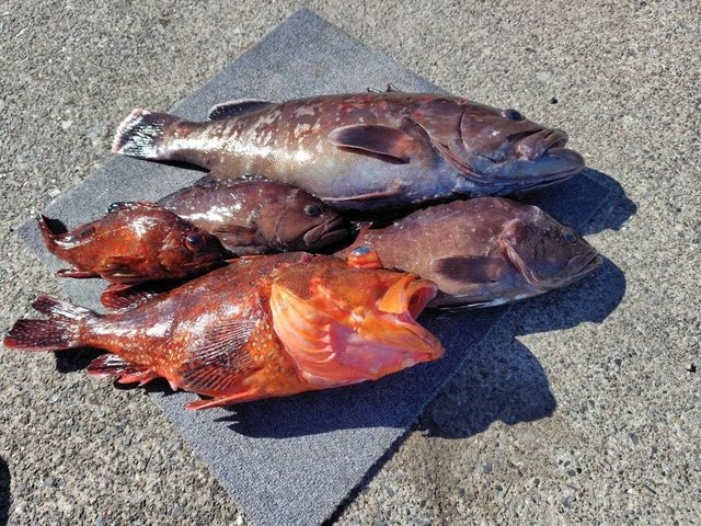 マハタ・キントキ(チカメキントキ)