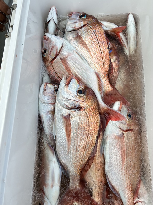 ハナダイ(チダイ)