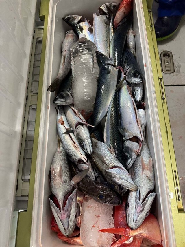 キンメ(キンメダイ)・サバ(ゴマサバ)