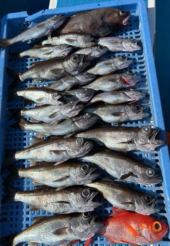 クロムツ・ドンコ(チゴダラ)・キンメダイ