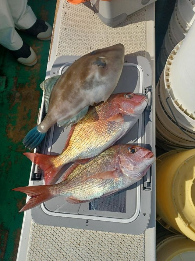 マダイ・ウマズラ(ウマヅラハギ)