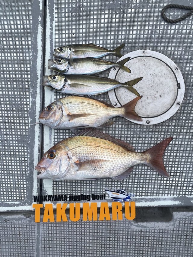 マダイ・アジ(マアジ)