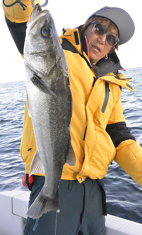 シーバス(スズキ)