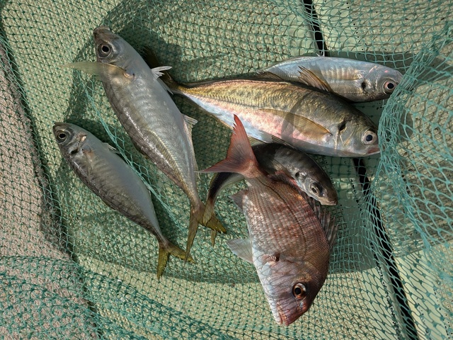 タイ(マダイ)・アジ(マアジ)