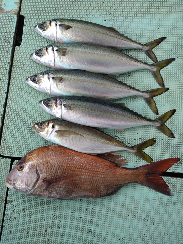 タイ(マダイ)・アジ(マアジ)・サバ(マサバ)